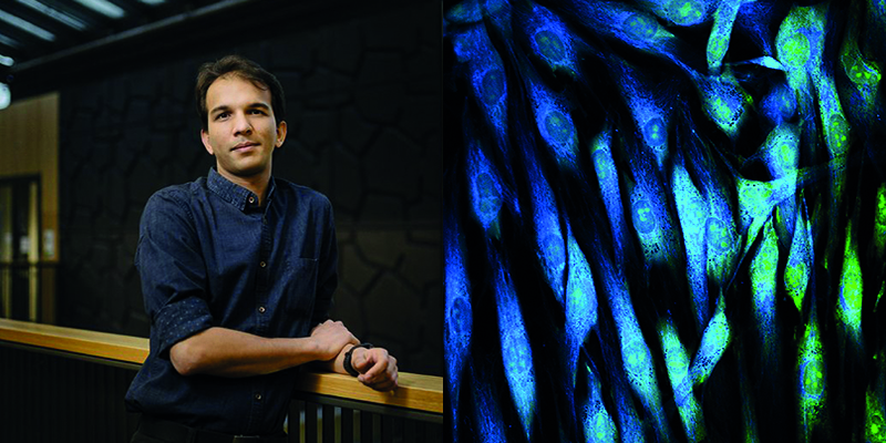 Prateek Singh and cells in vitro